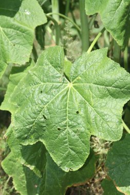 Gülhatmi (Alcea) yaprakları 