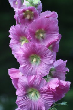 Gülhatmi (Alcea) mor 