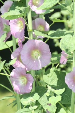 Gülhatmi (Alcea) pembe