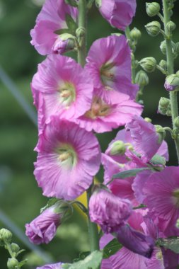 Gülhatmi (Alcea) mor 