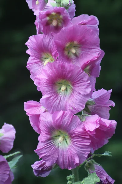 Mályvarózsa (alcea érdes) lila — Stock Fotó