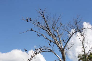 Karabatak, Çift Tepeli (Phalacrocorax auritus)