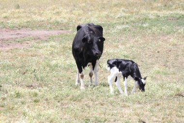 İnek ve buzağı (Holstein) alanı 