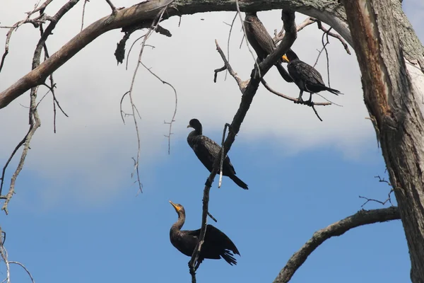 Kormoran rogaty (Phalacrocorax auritus) — Zdjęcie stockowe