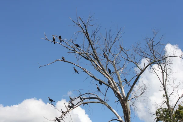 Kormoran rogaty (Phalacrocorax auritus) — Zdjęcie stockowe