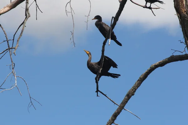 Cormorán de doble cresta (Phalacrocorax auritus ) — Foto de Stock