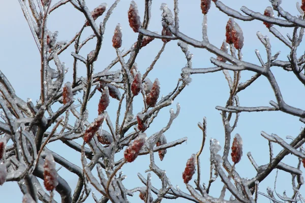 Staghorn Sumac and Ice — Stock Photo, Image