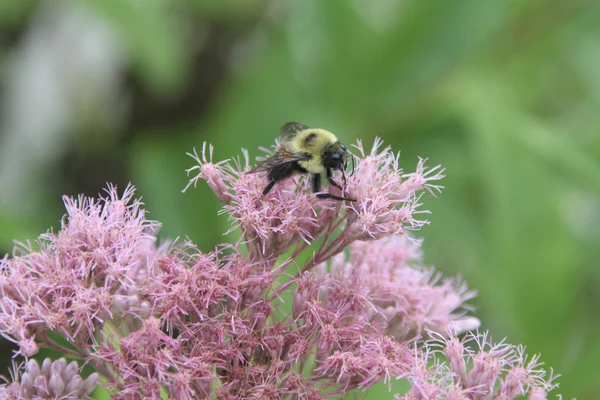 Abeja en flor — Foto de Stock