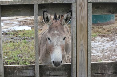 ahşap çit arkasında eşek