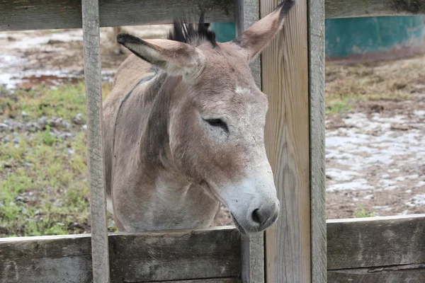 Esel hinter Holzzaun — Stockfoto