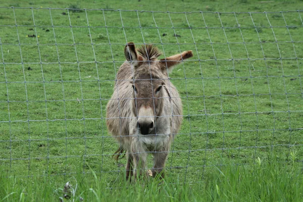Donkey behind Fence — Stock Photo, Image