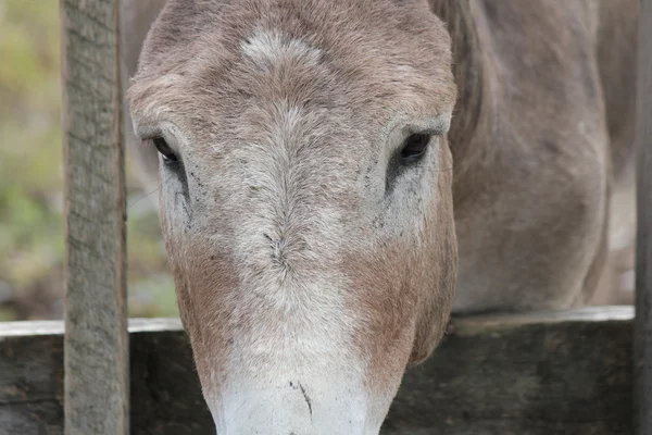 在篱笆后面的驴的头 — 图库照片