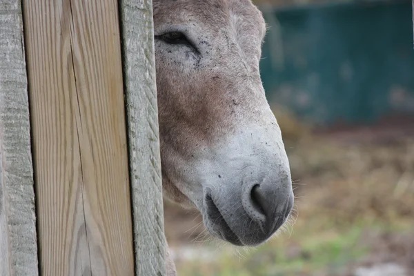 Esel hinter Zaun — Stockfoto