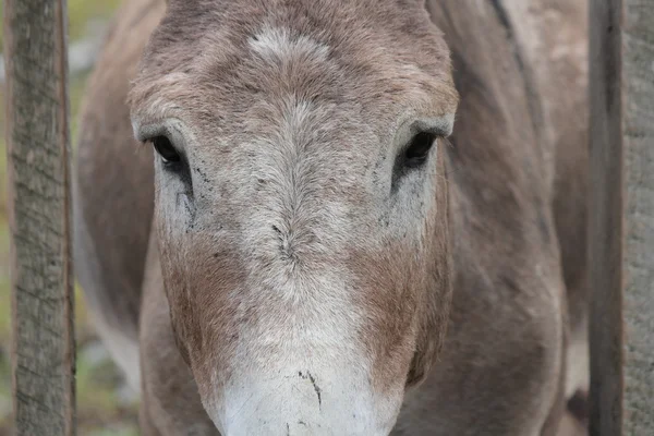 Eselskopf hinter Zaun — Stockfoto