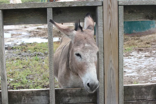 Esel hinter Holzzaun — Stockfoto