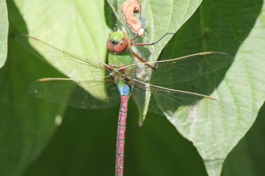 yusufçuk, ortak yeşil darner (anax junius)