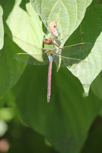 Libellule, fouille-roche vert commun (Anax junius) ) — Photo