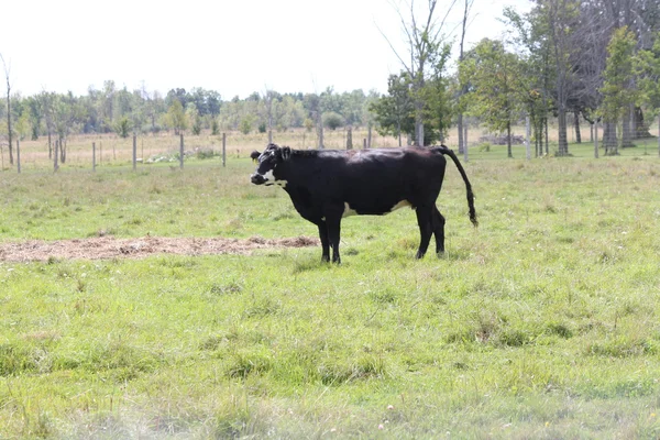 Vaches dans le champ — Photo