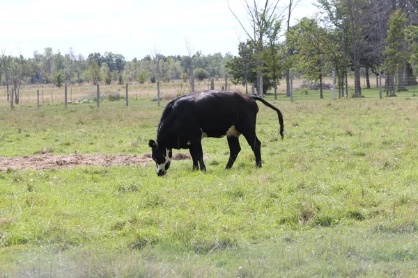 Vaches dans le champ — Photo