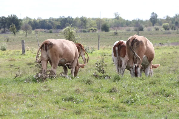 Vacas no campo — Fotografia de Stock