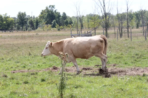 Koeien in veld — Stockfoto