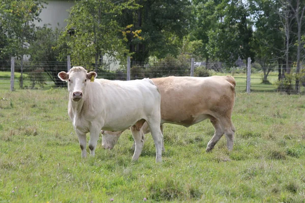 Kor i fältet — Stockfoto