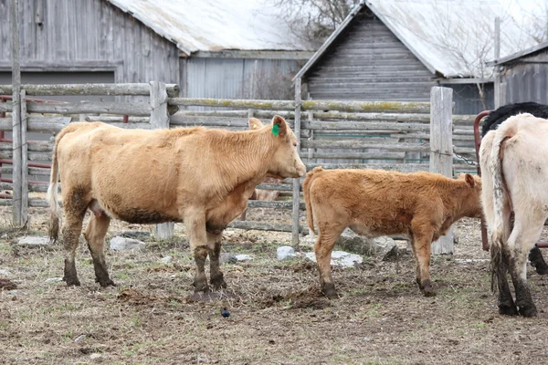 Vacas en pequeño paddock —  Fotos de Stock