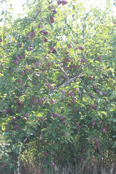 Appels op boom — Stockfoto