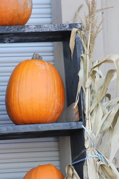 Pumpkin on Shelf — Stock Photo, Image