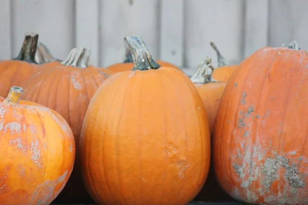 Pumpkins for Sale — Stock Photo, Image