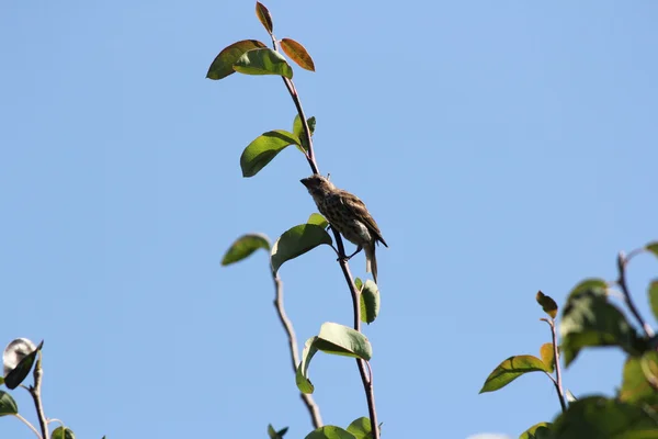 House Finch (F) (Haemorhous mexicanus) — Stockfoto
