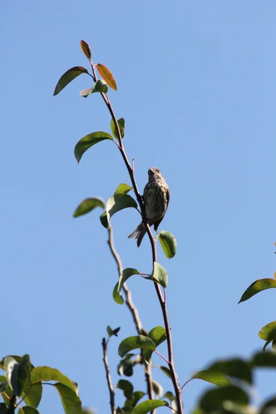 Casa Finch (F) (Mexicano hemorrágico ) — Fotografia de Stock