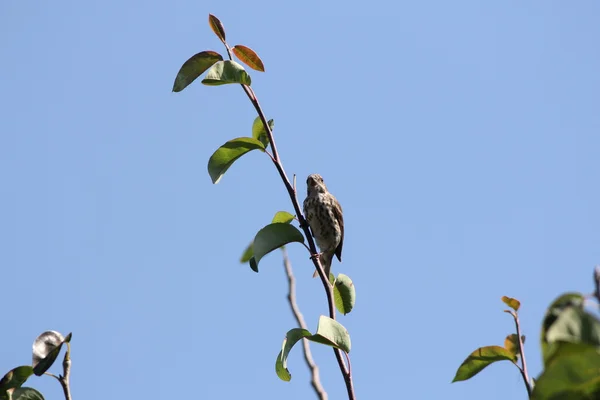 Hus Finch (F) (Haemorous mexicanus ) – stockfoto