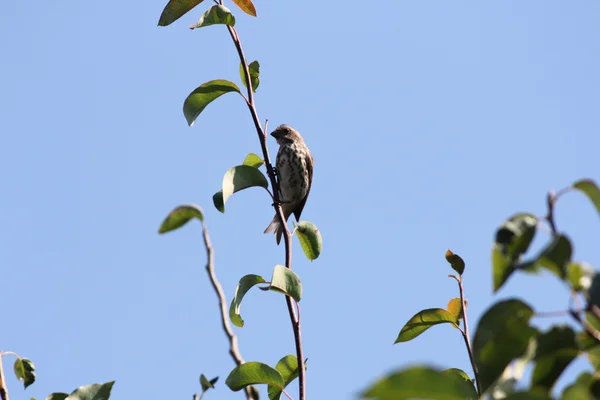 집 피리 새 류 (F) (Haemorhous mexicanus) — 스톡 사진