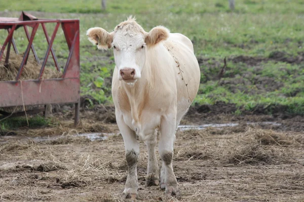 Vache dans le parc d'engraissement — Photo