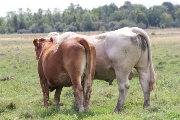 Taureau et vache sur le terrain — Photo