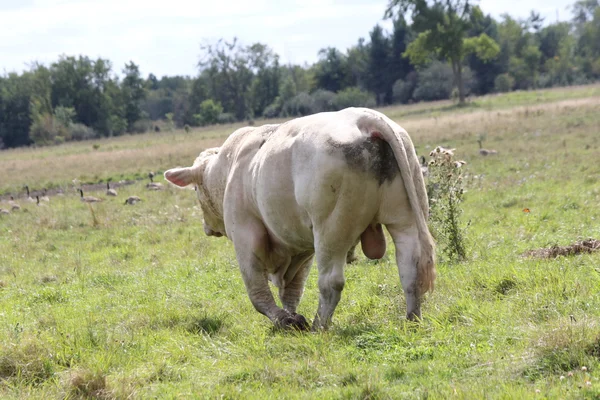 Bull in field — Stock Photo, Image