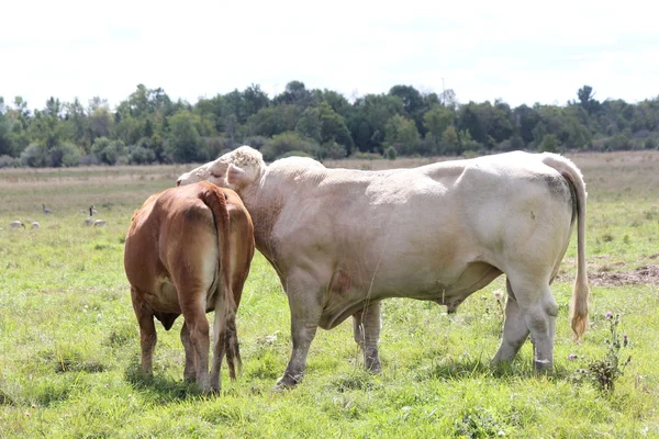 Bulle & Kuh auf dem Feld — Stockfoto