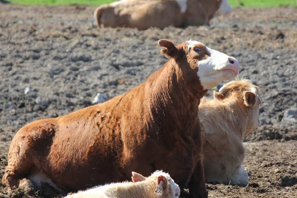 Mucche in piccola area di allevamento — Foto Stock