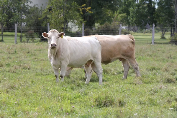 Koe in het veld — Stockfoto