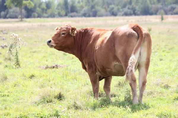 Koe in het veld — Stockfoto