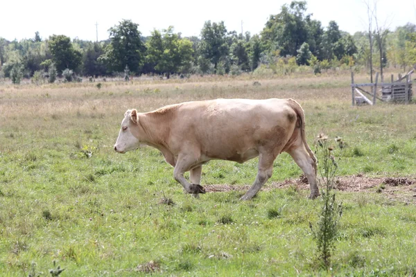 Vache dans le champ — Photo