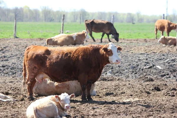 Vaches dans une petite zone d'élevage — Photo