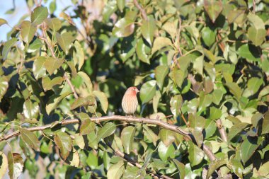 House Finch (M) şube (Carpodacus mexicanus)