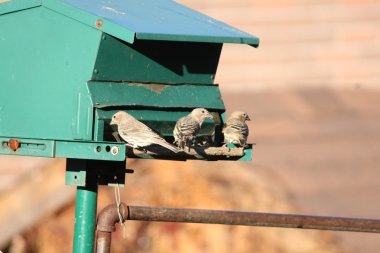 House Finches (F) Besleyici (Carpodacus mexicanus)