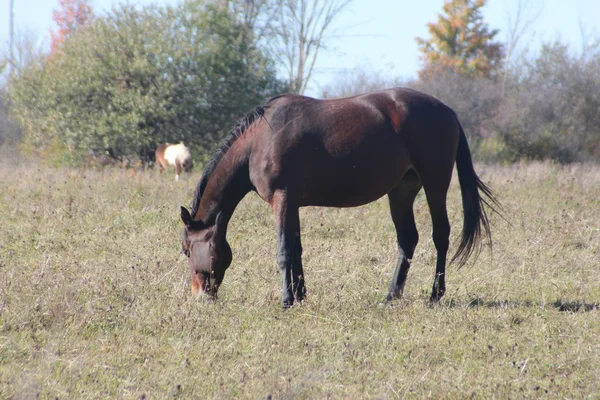 Cheval dans le pâturage de champ — Photo