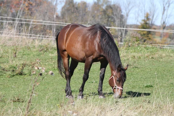 Kůň v poli pastva — Stock fotografie