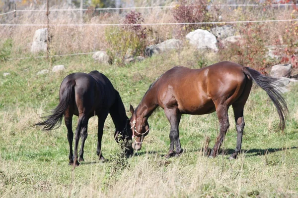 Koně v poli pastva — Stock fotografie