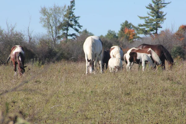 Chevaux en pâturage sur le terrain — Photo