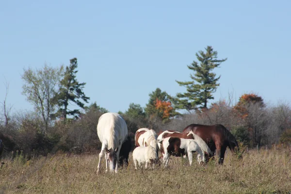 Caballos en campo de pastoreo — Foto de Stock